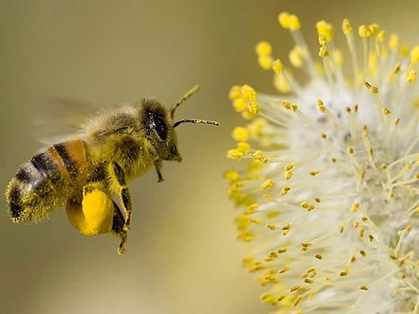 Mơ thấy con ong đánh liền tay số mấy, là điềm báo như nào?