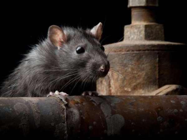 Mơ thấy chuột đánh con gì? Giải mã bí ẩn và vận may